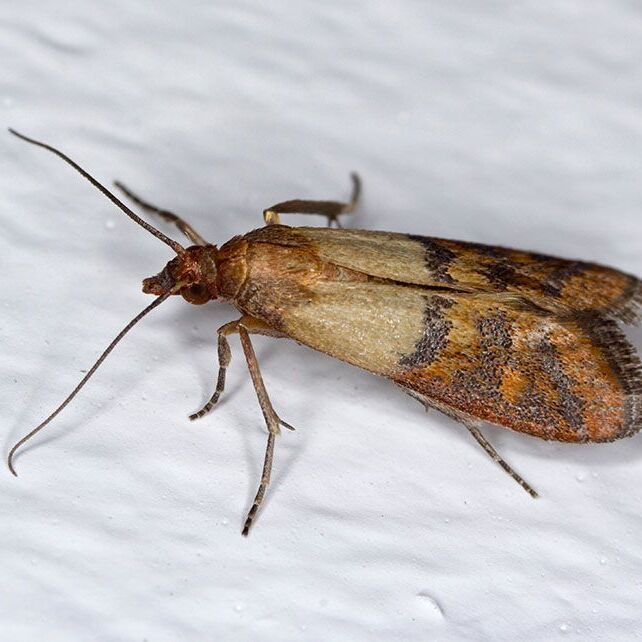 Schädlingsbekämpfung vom Profi