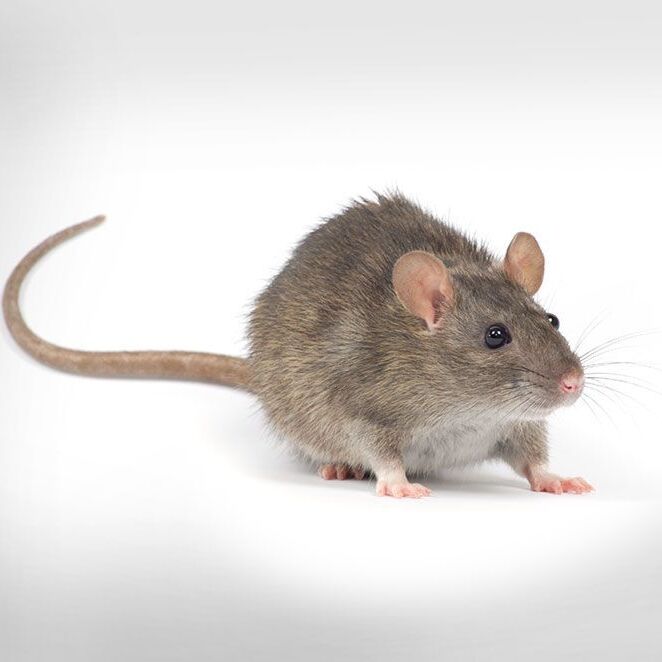 Schädlingsbekämpfung vom Profi