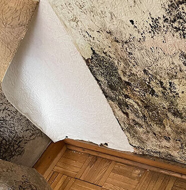 Wohnungsschimmel entfernen