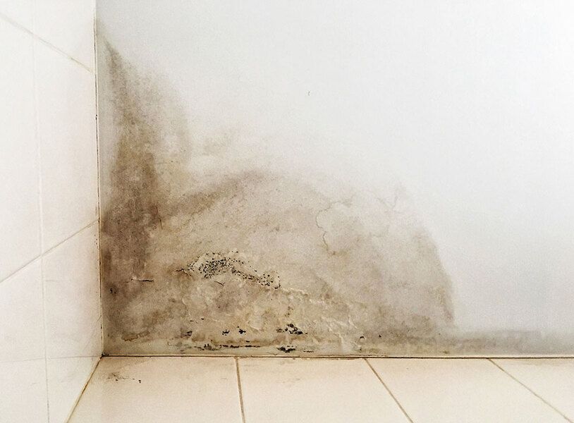 Wohnungsschimmel entfernen